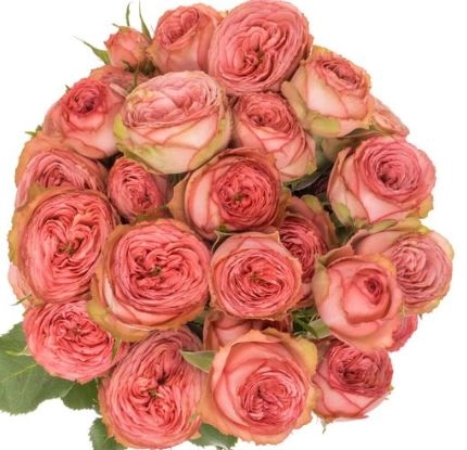 Роза куст хави