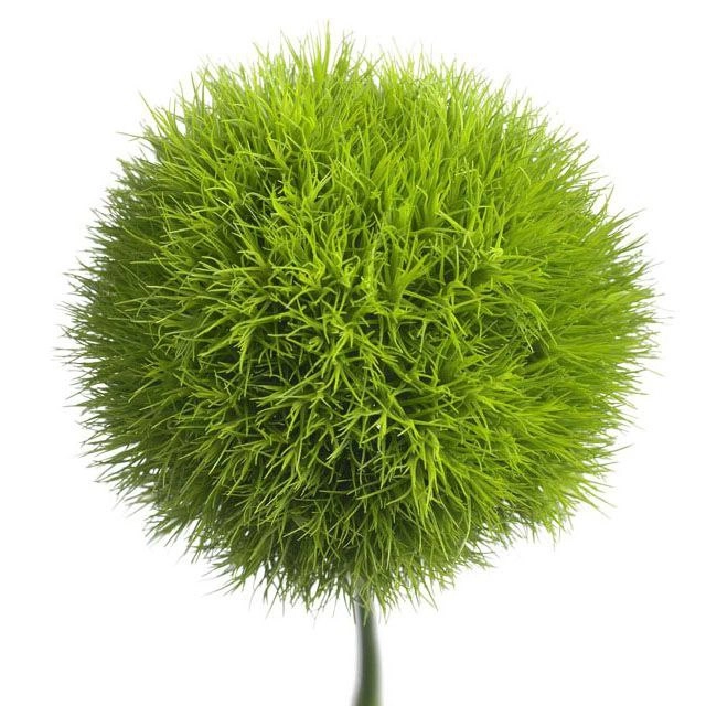 Гвоздика киви