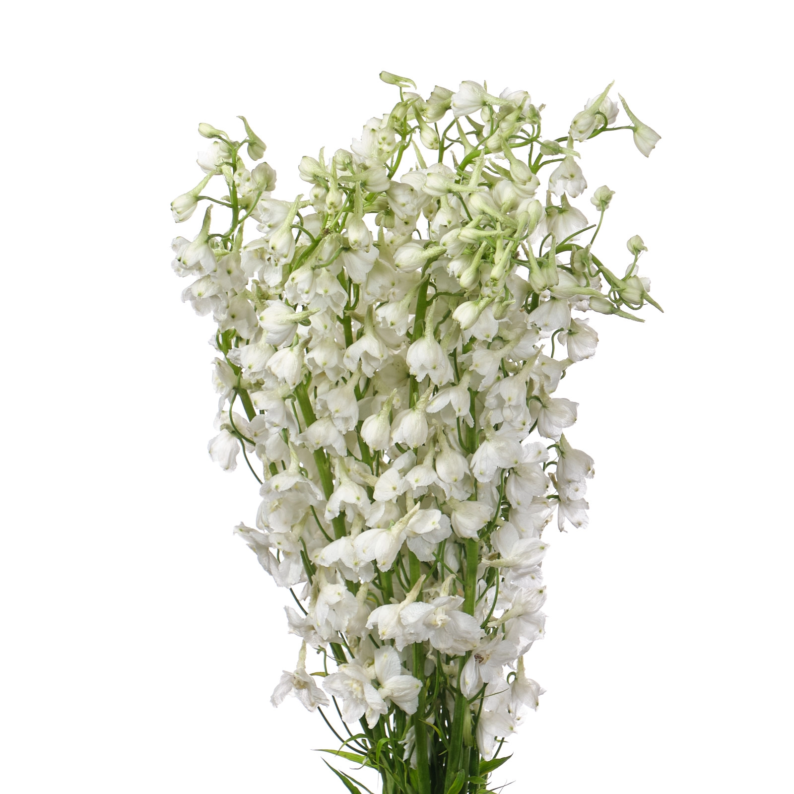 Дельфиниум эн белла андес вайт