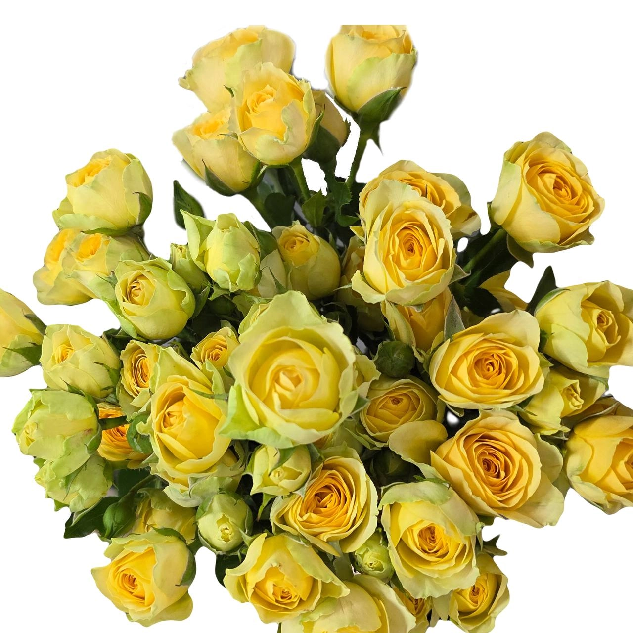 Роза куст авокадо