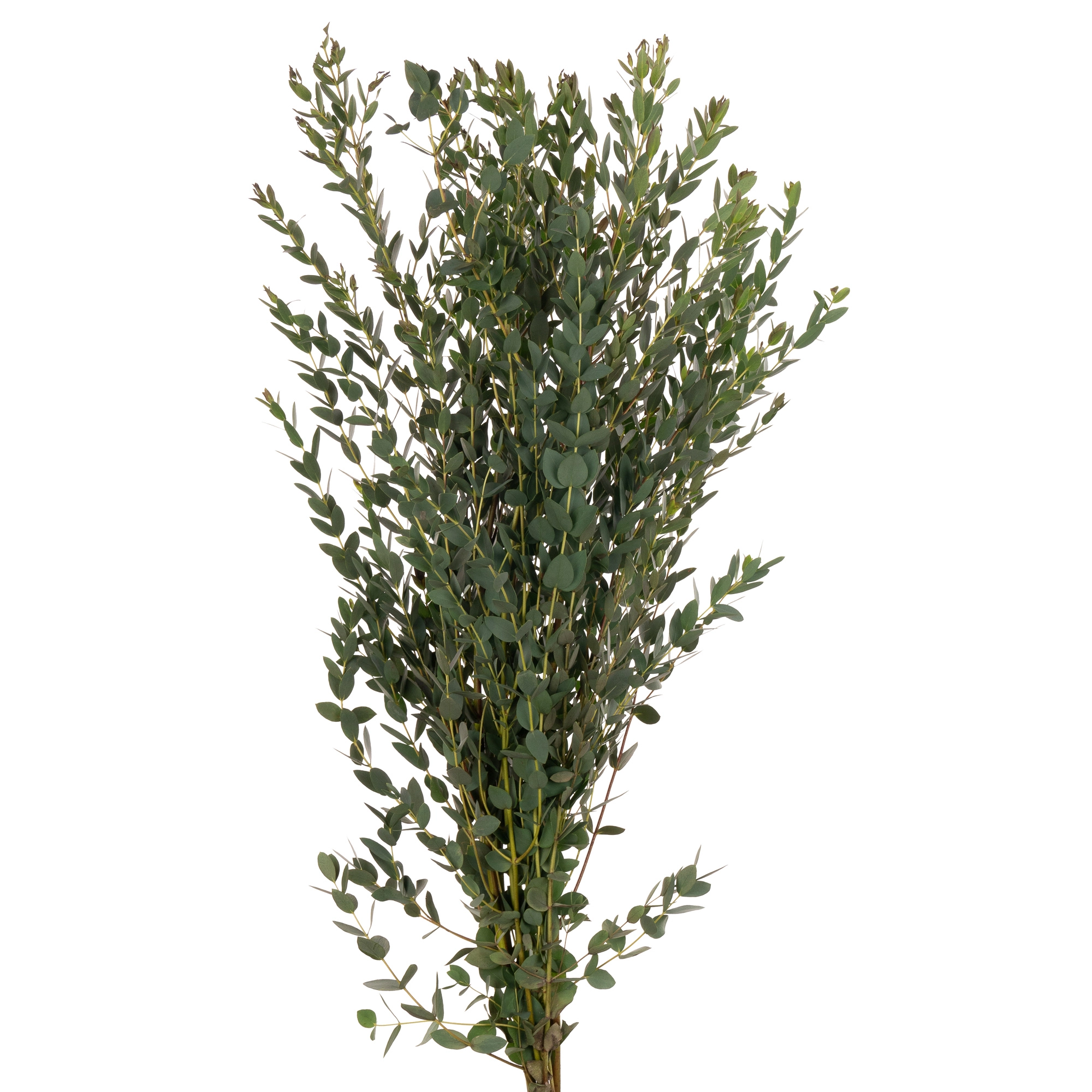 Листья Эвкалипт парвифолия