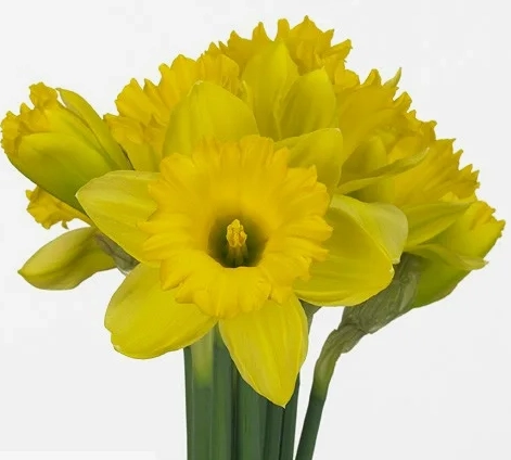 Нарцисс датч мастер