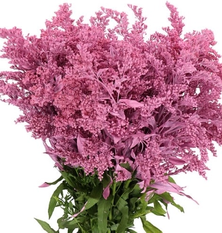 Солидаго краш. голден глори темно-розовое