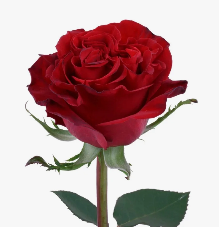 Роза однг хартс