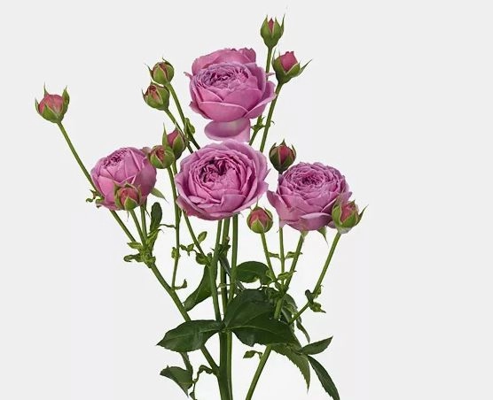 Роза куст неон баблс