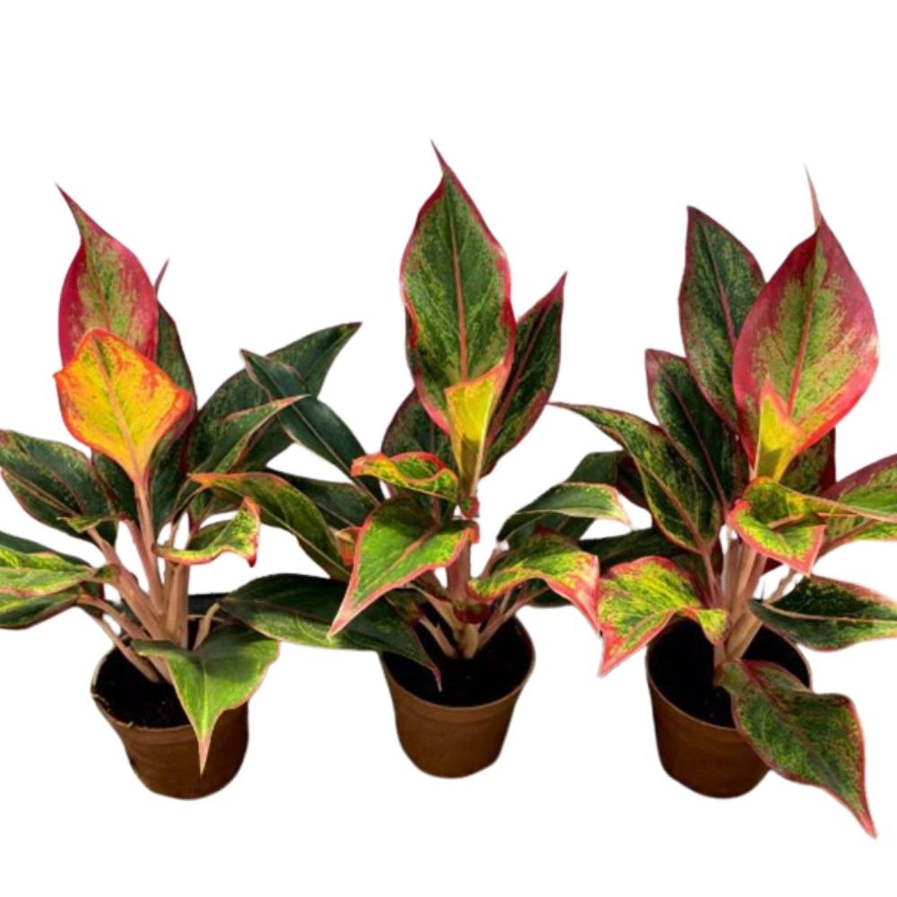 Аглаонема Ред Фаир