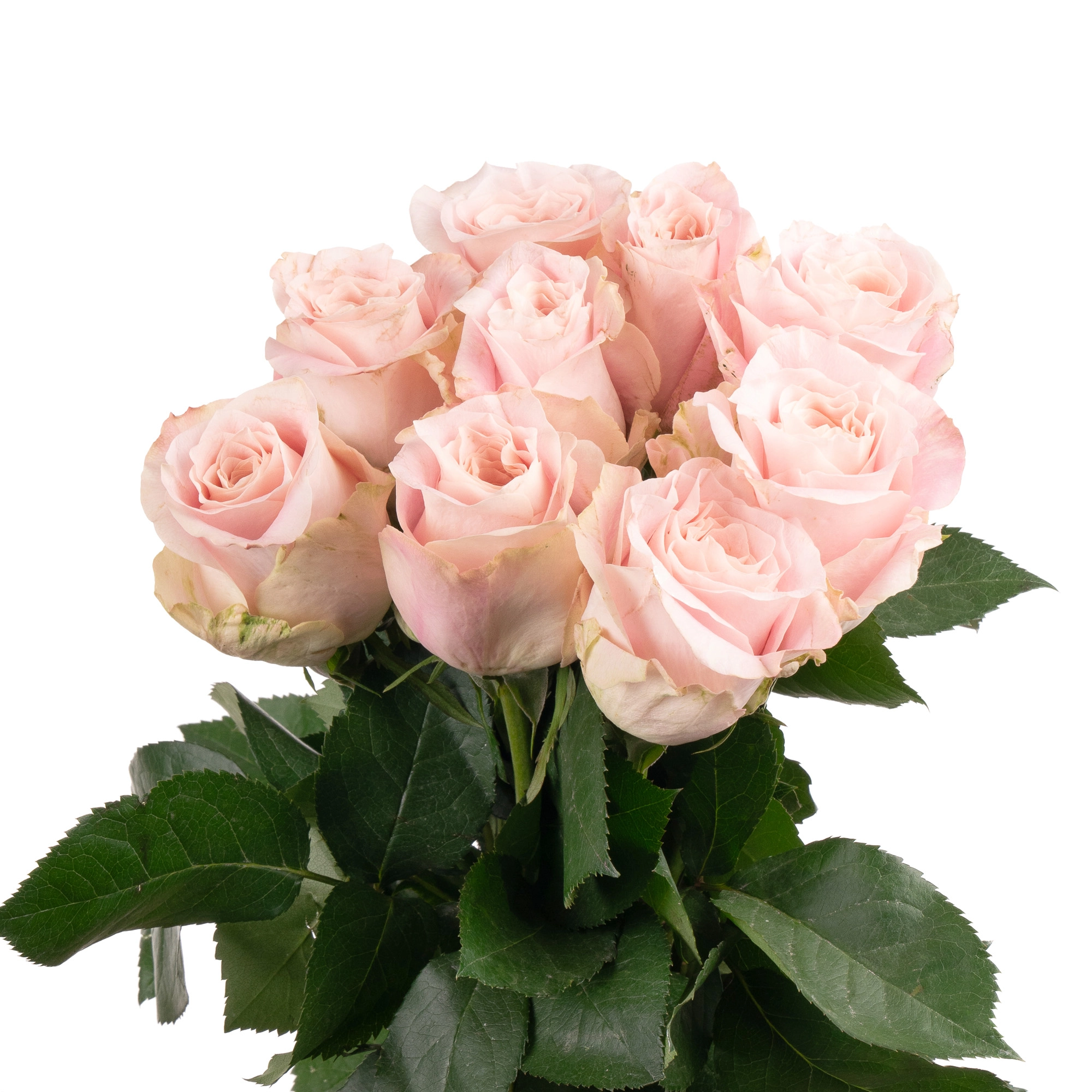 Роза однг свит манси