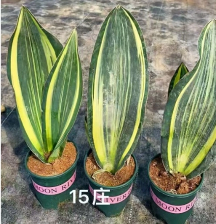 Сансевиерия вариегатная Масониана