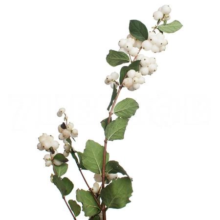 Симфорикарпос меджик аваланч