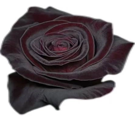 Роза однг блэк бак