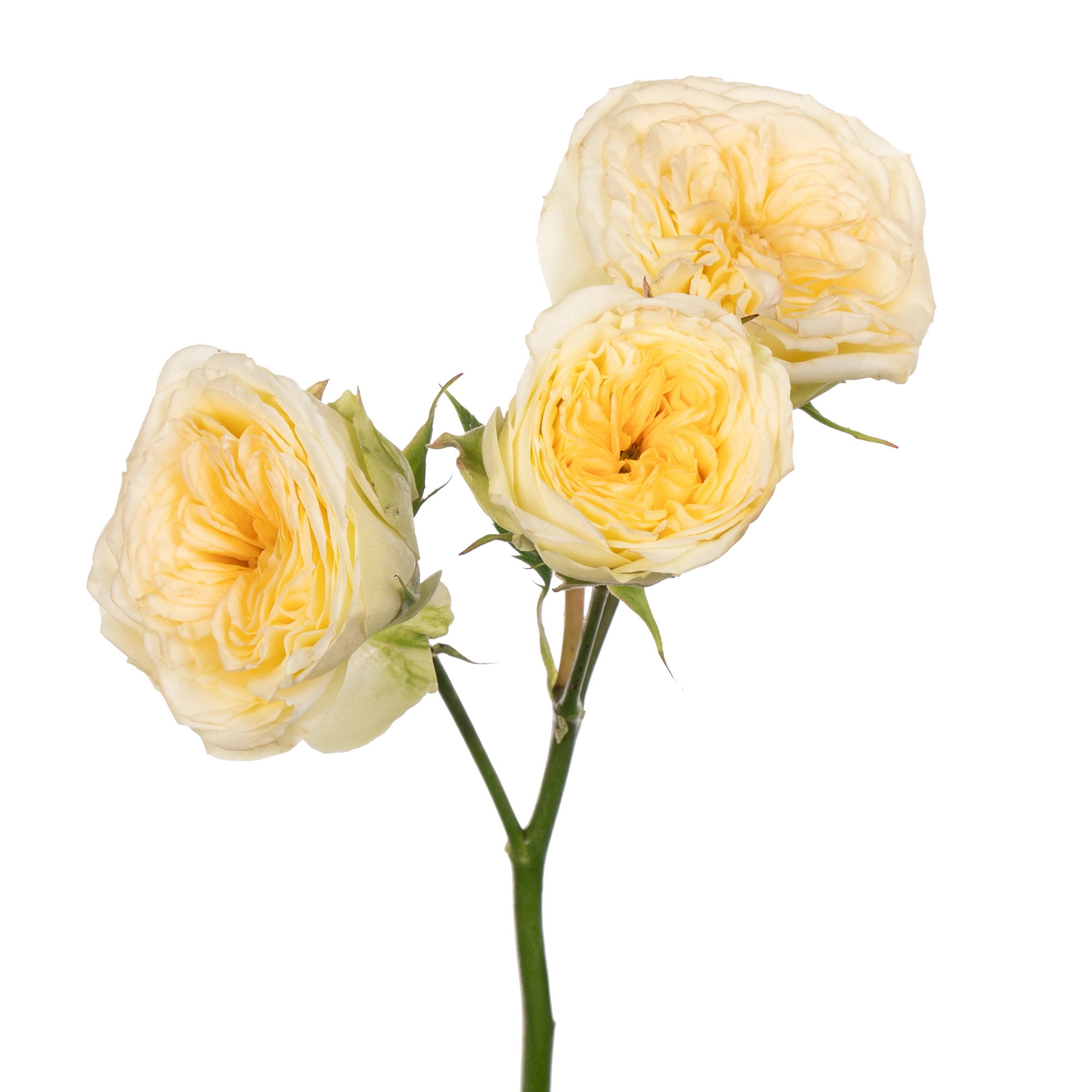 Роза куст винк аллюре