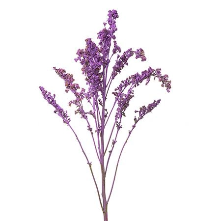 Солидаго краш. голд глори светло-фиолетовое