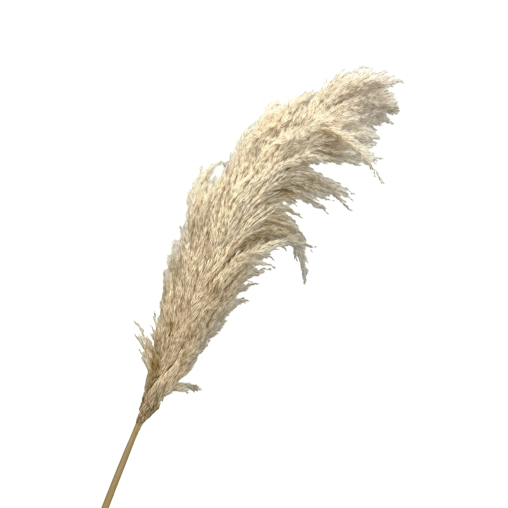 Трава пампасная, H130-140 см Натуральный