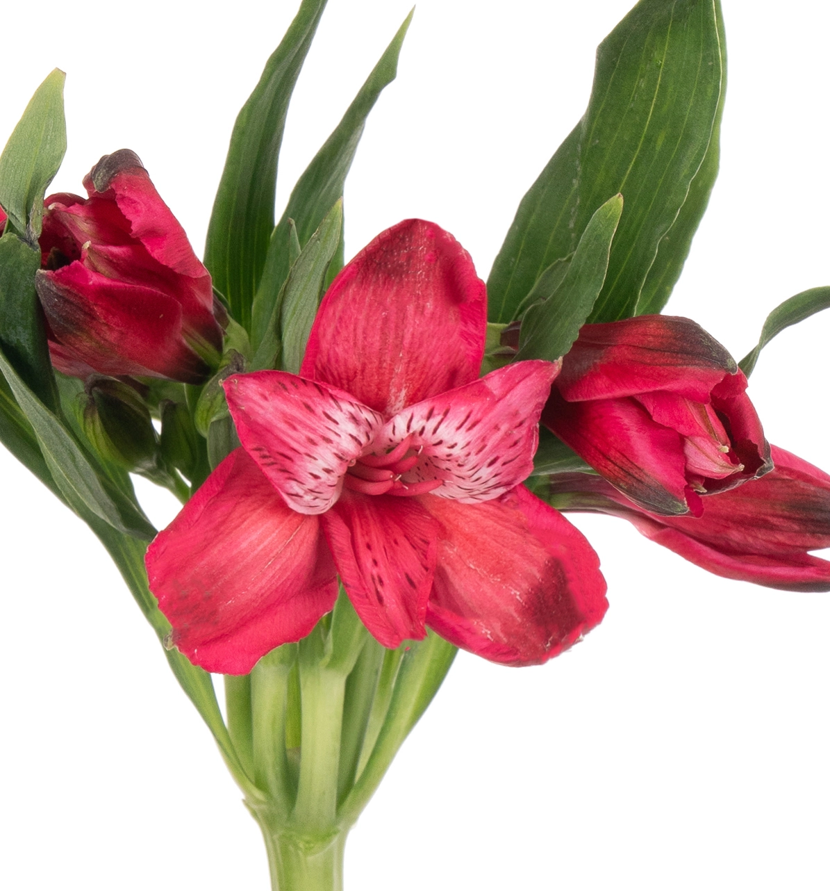 Альстромерия ред делайт