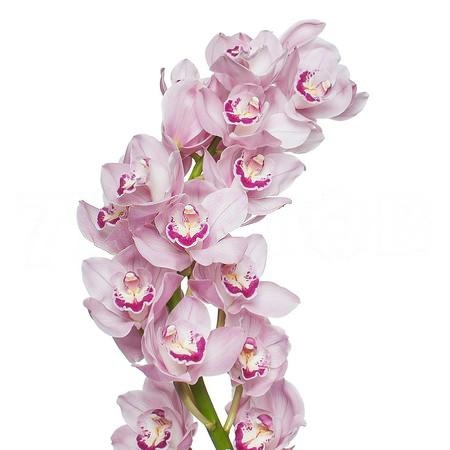 Цимбидиум меджик киви сью