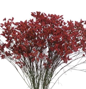 Лимониум красный