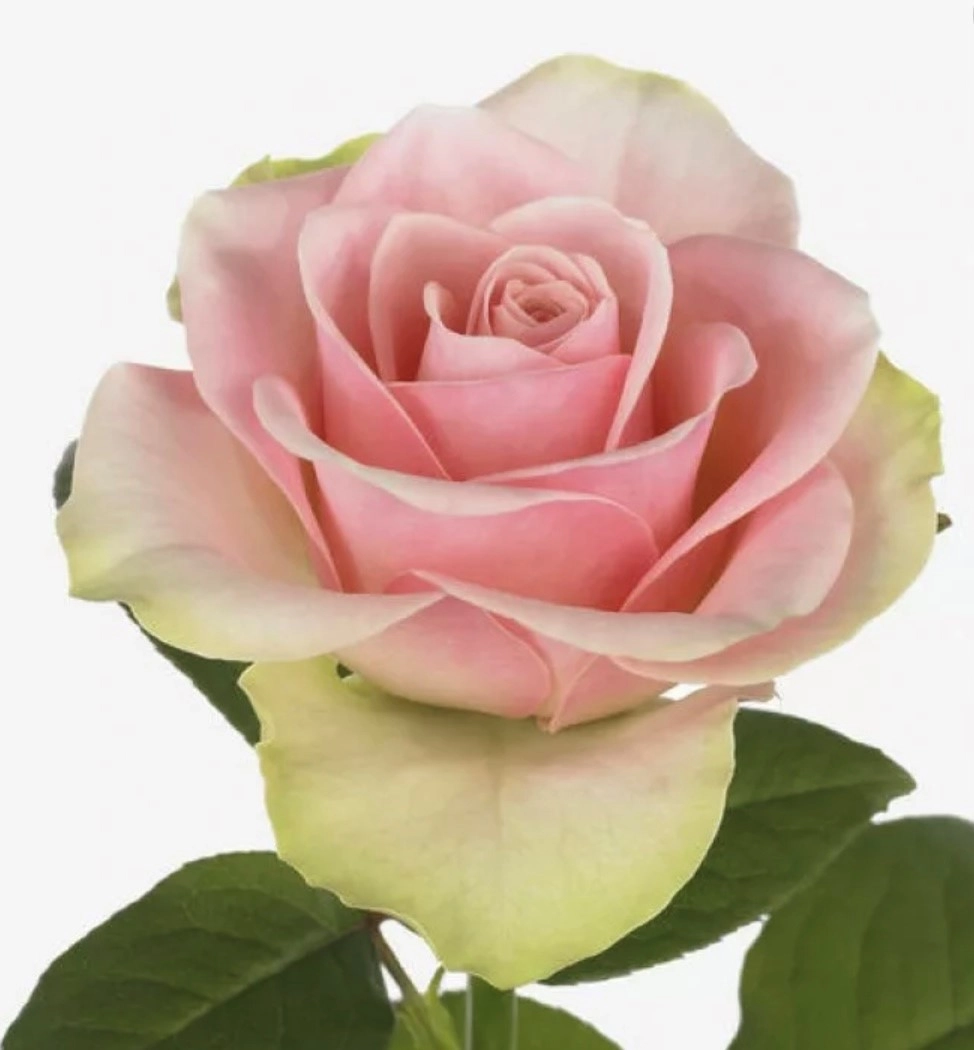 Роза однг белла роза