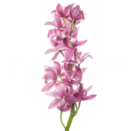 Цимбидиум брайс