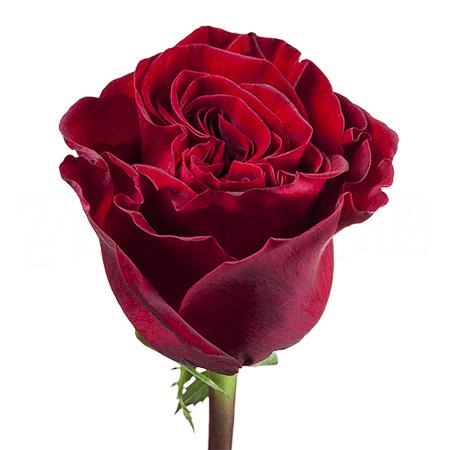 Роза однг вонтед