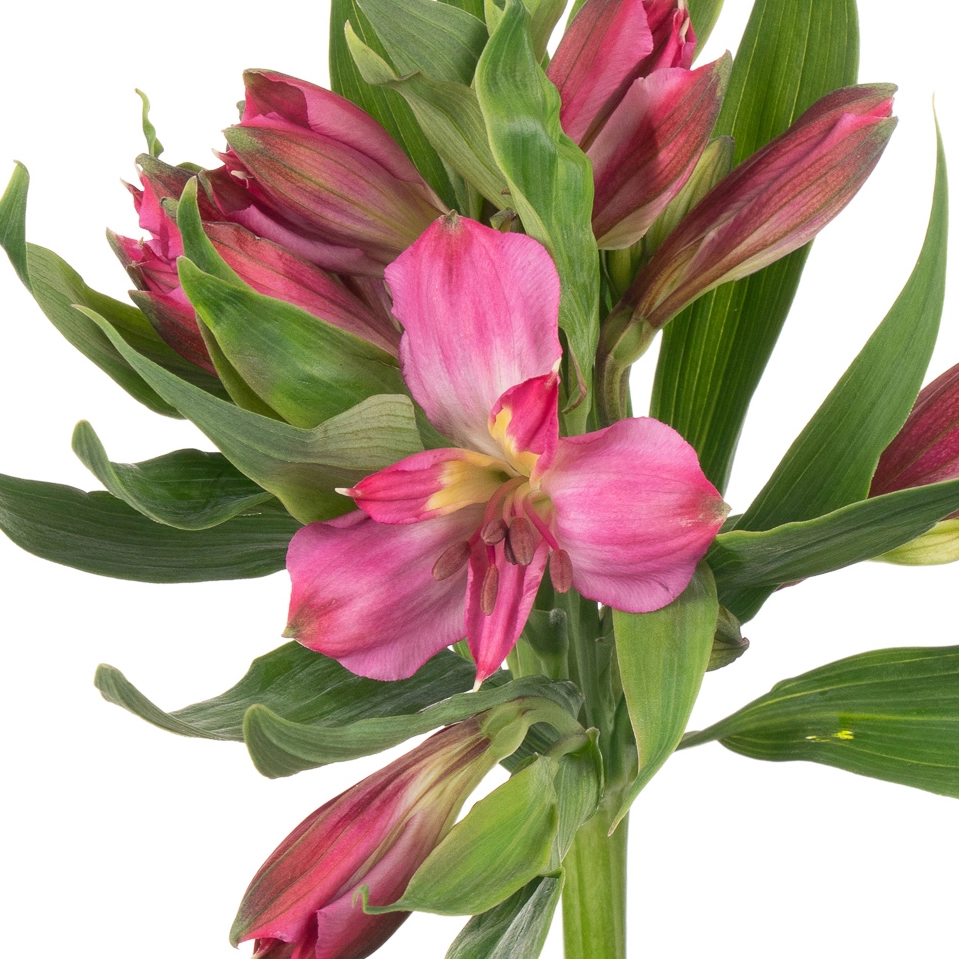 Альстромерия ром