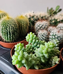 Кактусы и суккуленты