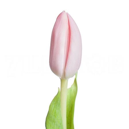 Тюльпан эн тийс бутс