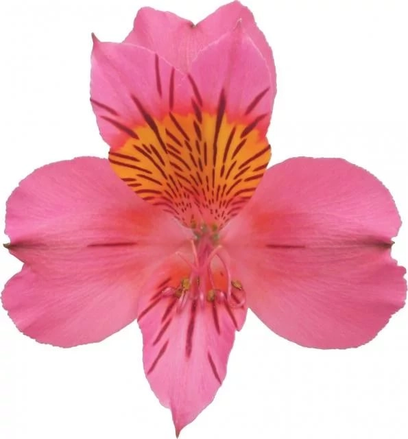 Альстромерия ампоста