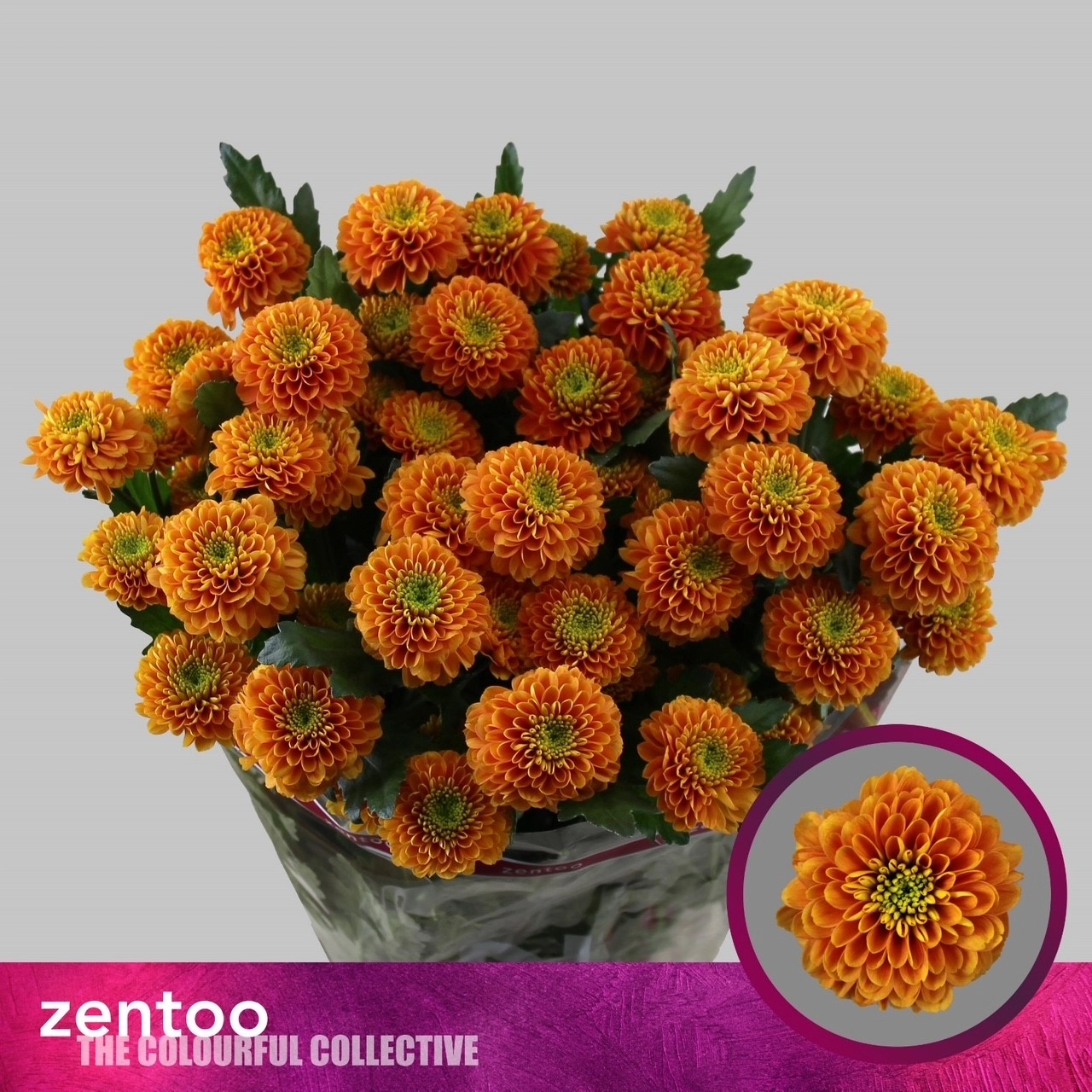 Хризантема куст лайон кинг оранж