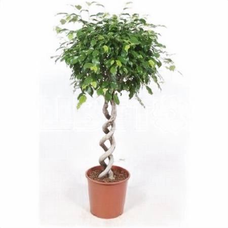 Фикус бенжамина Экзотика двойная спираль