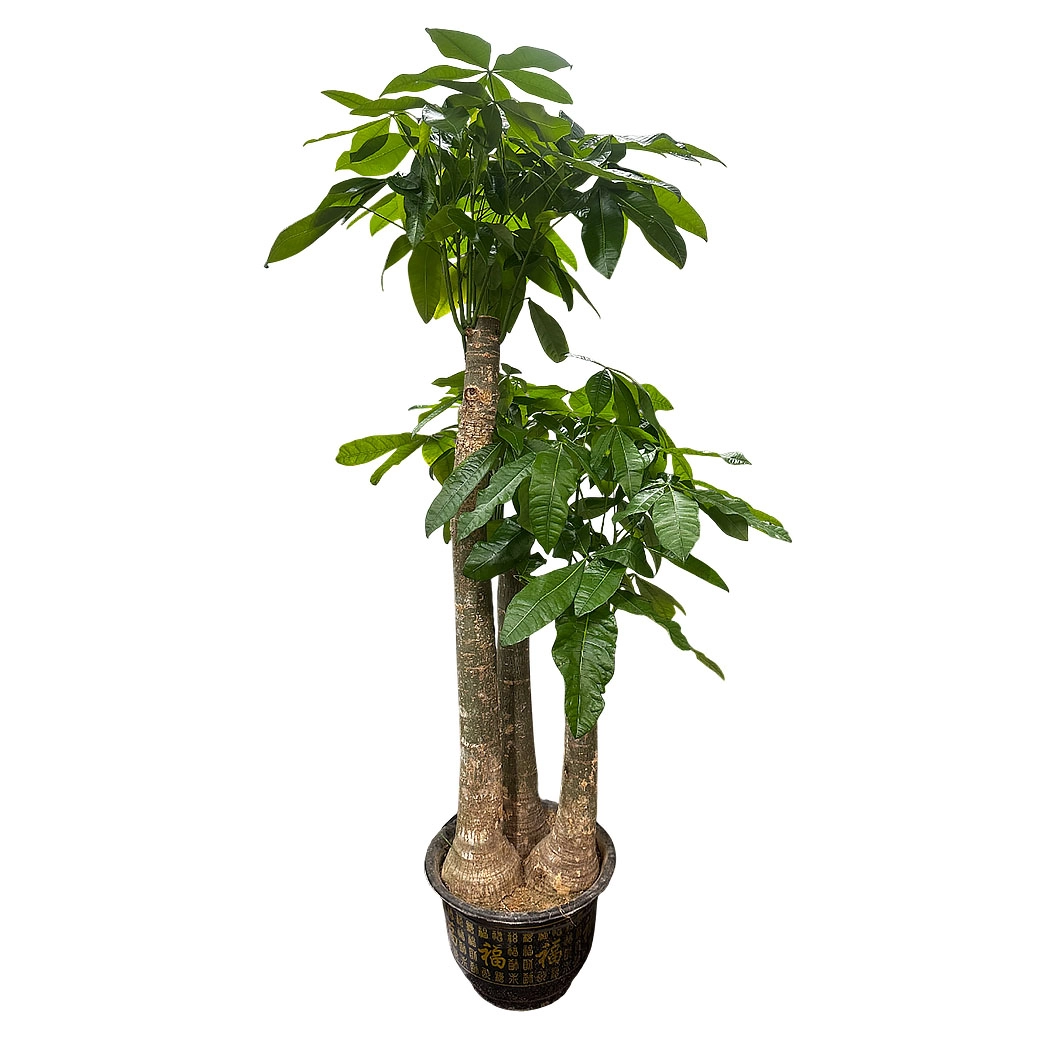 Пахира Акватика