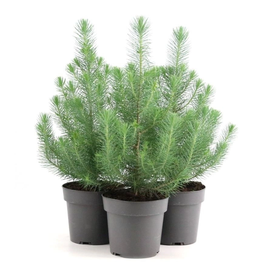 Сосна итальянская Сильверкрест