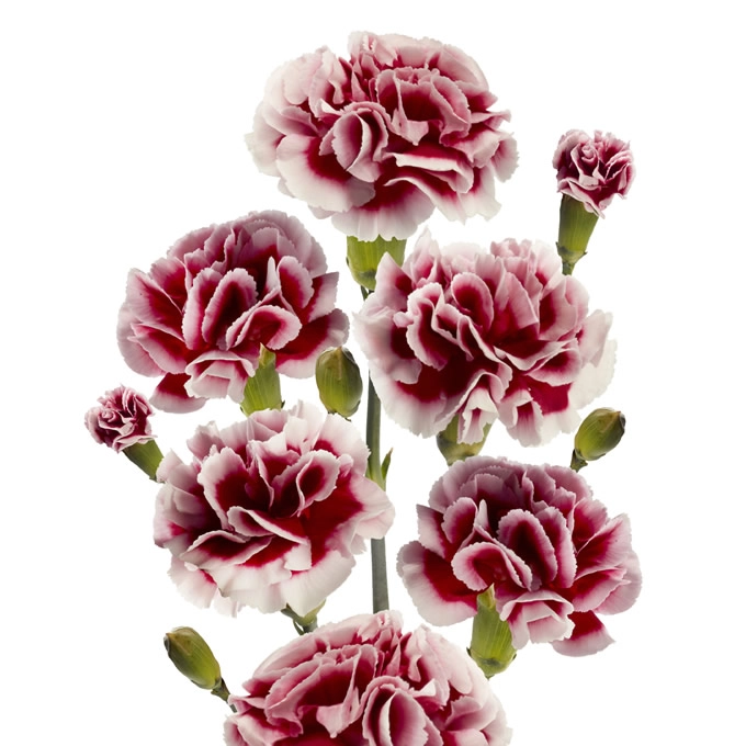 Гвоздика куст сальса