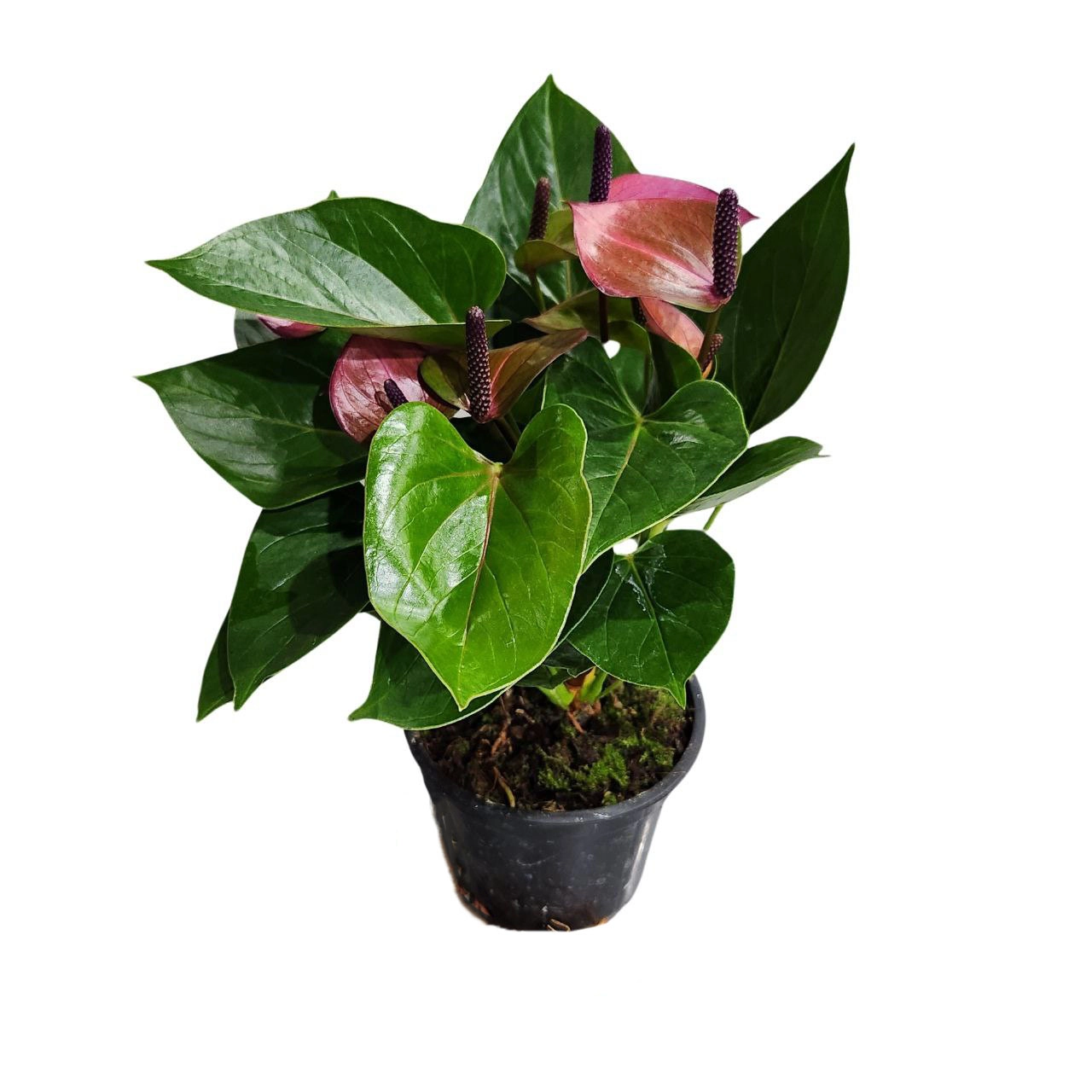 Антуриум андрианум Беби Пепл