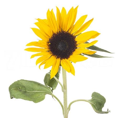 Гелиантус санрич оранж