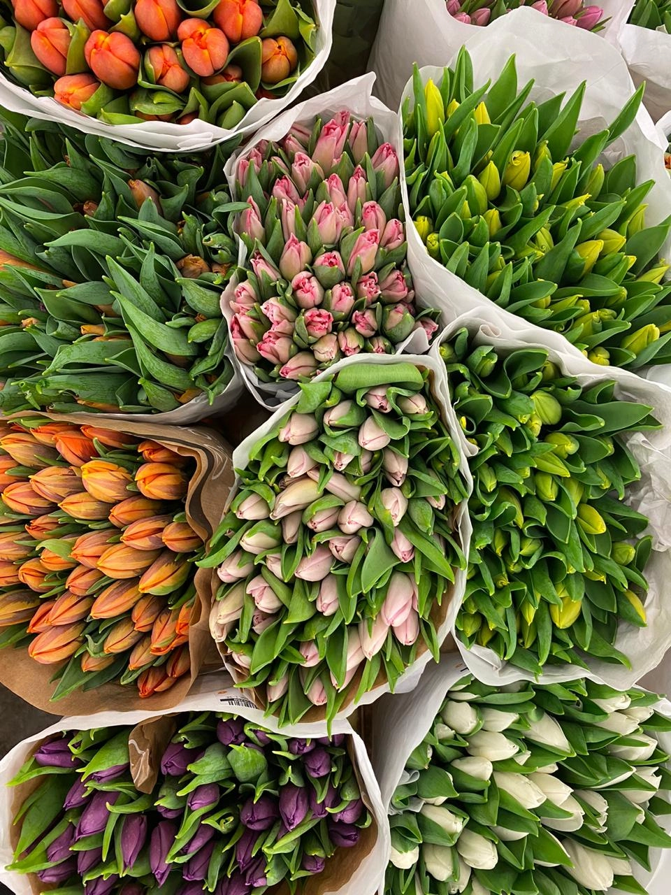 Тюльпан эн микс