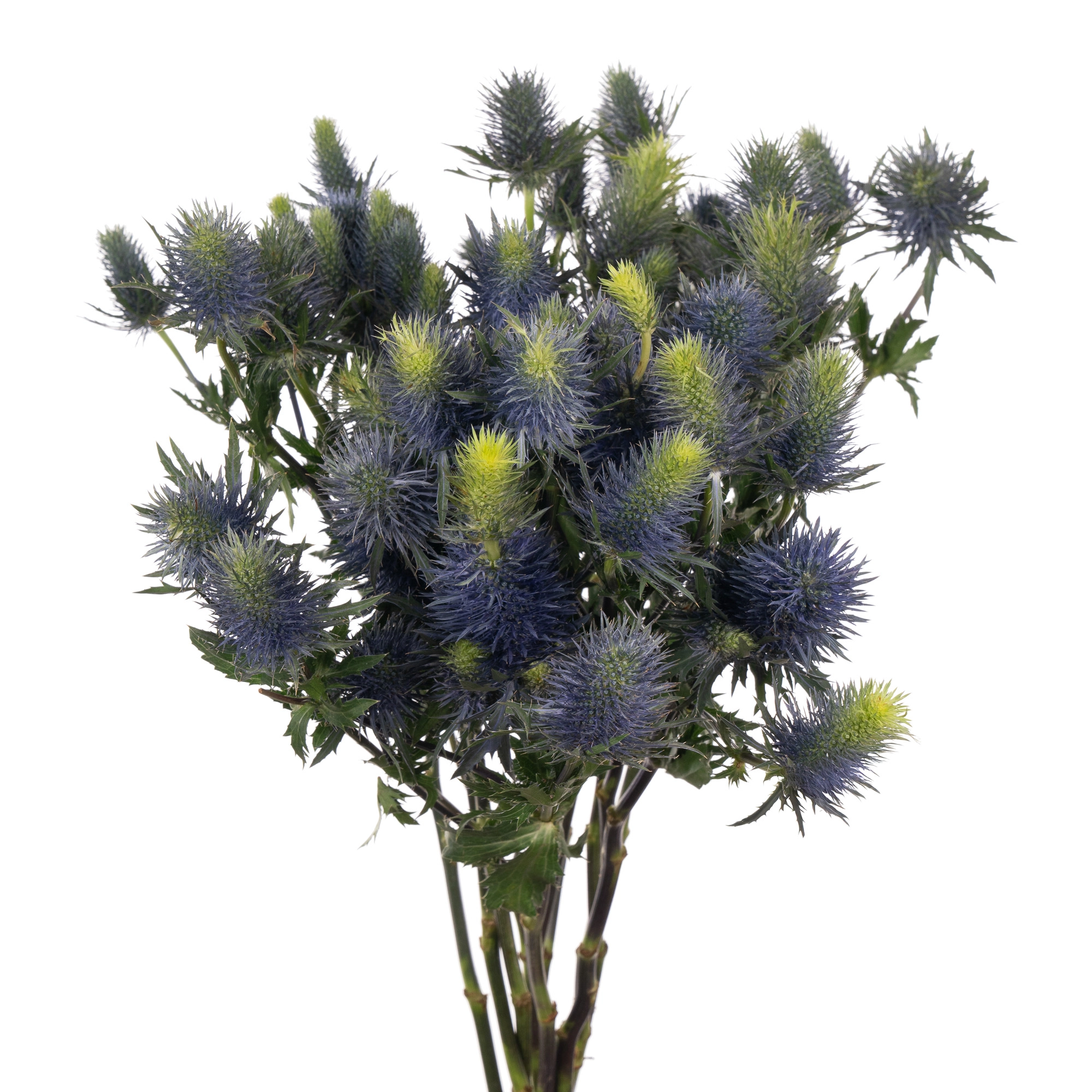 Эрингиум супернова