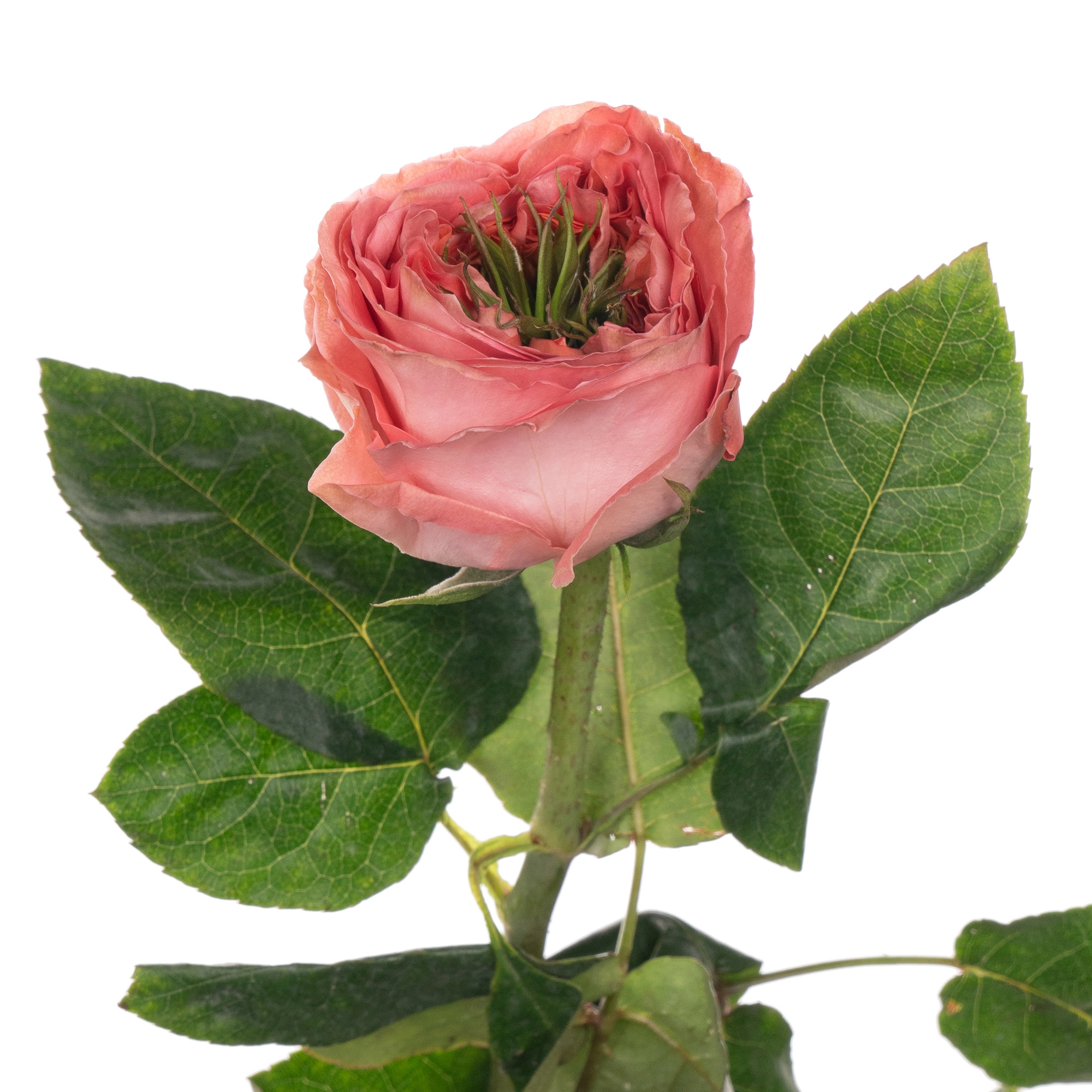 Роза однг мандарин экспрешн