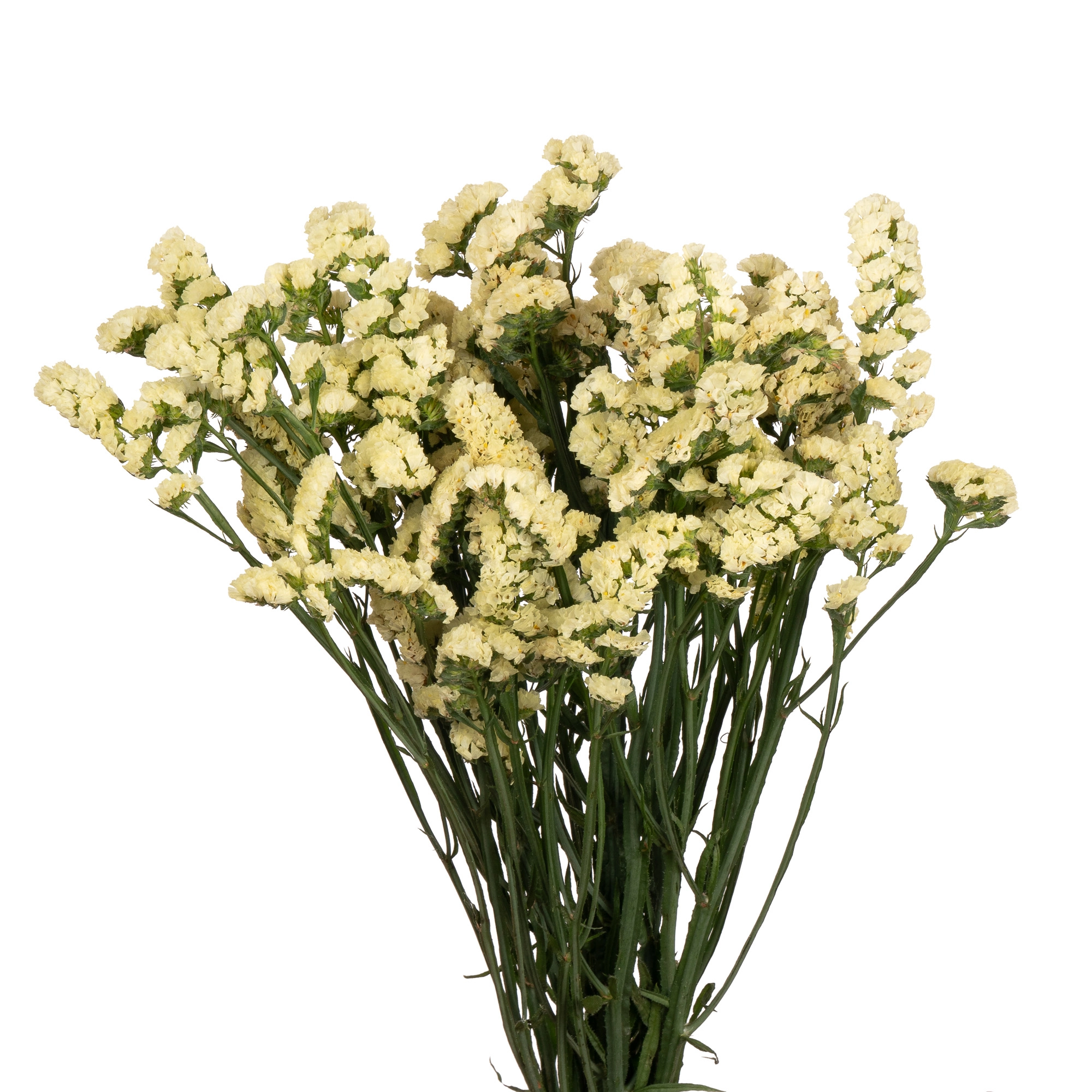 Статица жёлтая