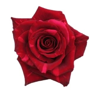 Роза однг ред пантер