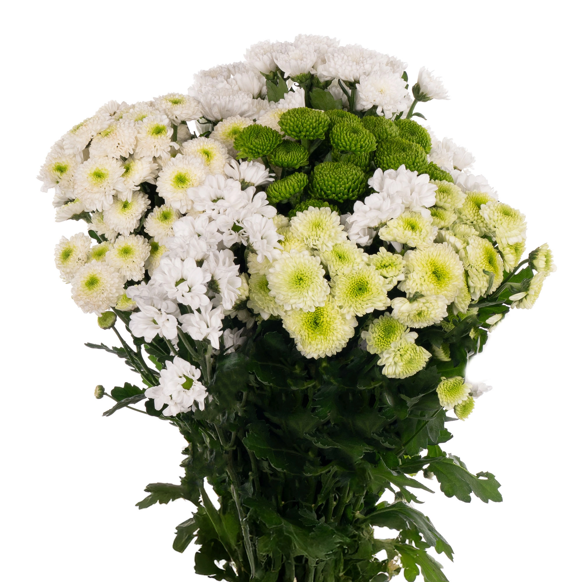 Хризантема са бриз микс