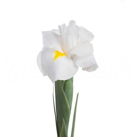 Ирис уайт меджик