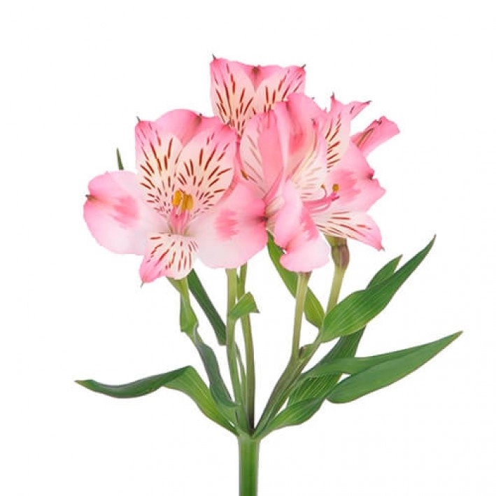 Альстромерия дубаи