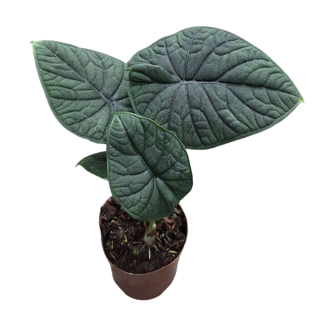 Алоказия Мело