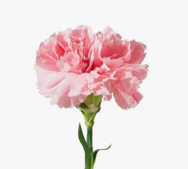 Гвоздика кристал розовая