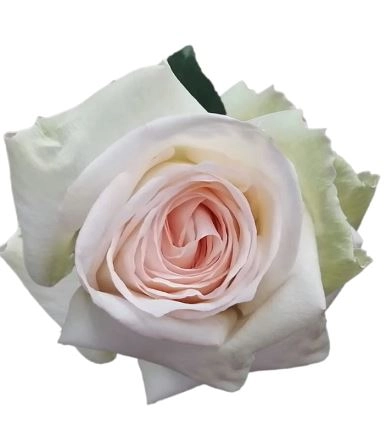 Роза однг вайт охара