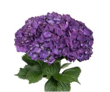 Гидрангия премиум пурпурная