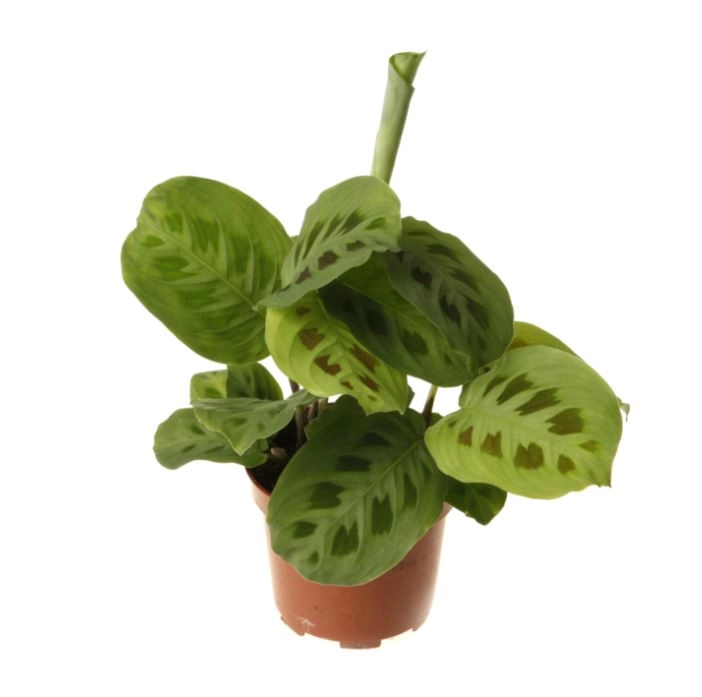 Маранта Кершовиана