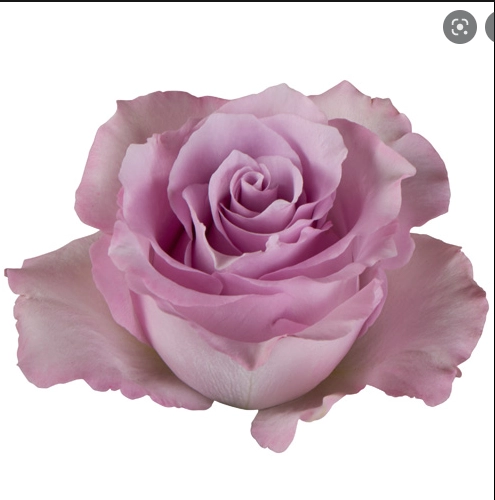 Роза однг блю дрим