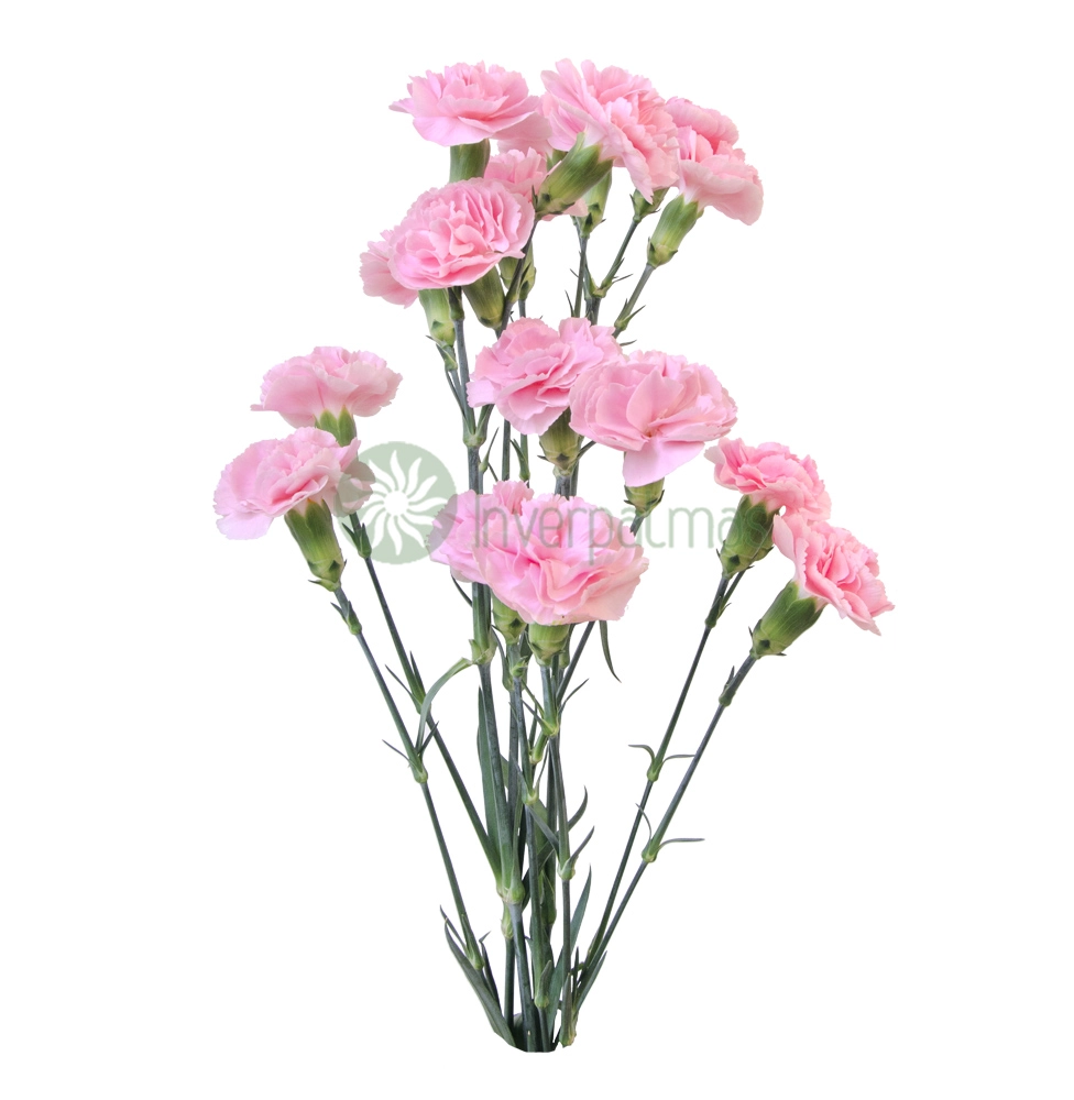 Гвоздика куст пинк пиджеон