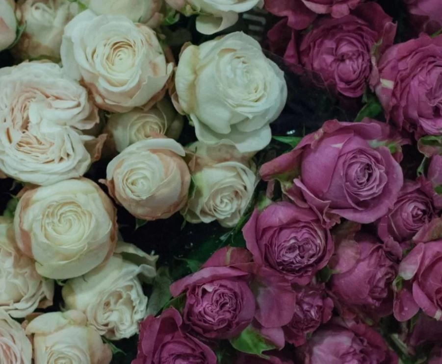 Роза куст бомбастик микс